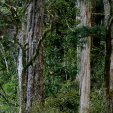 Totara Forest at Taura Tukutuku